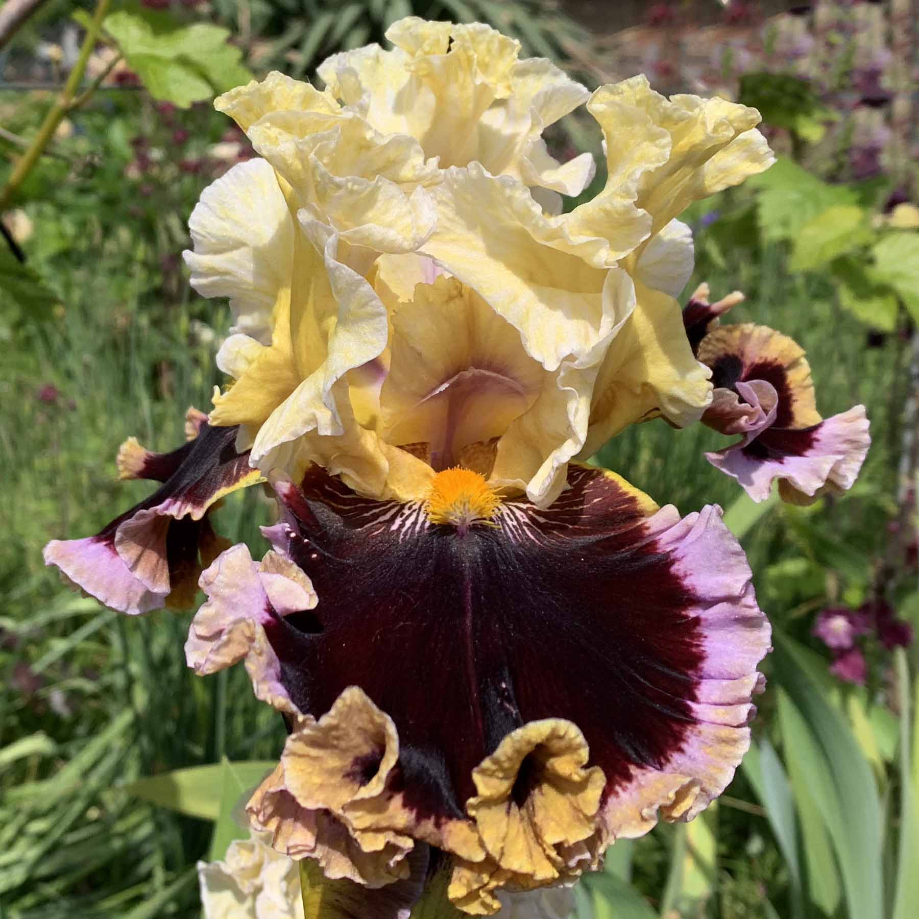 CANT STOP LOVING YOU.jpg